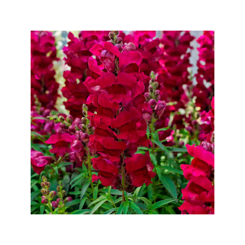  Dogo 1000 Semillas Antirrhinum majus Sonnet Burgundy Flor Maceta 74.576271 Dogo 1000 Semillas Antirrhinum majus Sonnet Burgundy