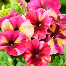 Petunia 1000 Semillas multiflora Shake Raspberry Flores Maceta