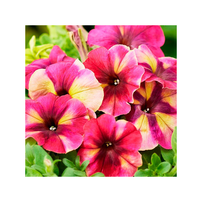 Petunia 1000 Semillas multiflora Shake Raspberry Flores Maceta 77.966102 Petunia 1000 Semillas multiflora Shake Raspberry Flore Petunia 1000 Semillas multiflora Shake Raspberry Flores Maceta 77.966102 Petunia 1000 Semillas multiflora Shake Raspberry Flore