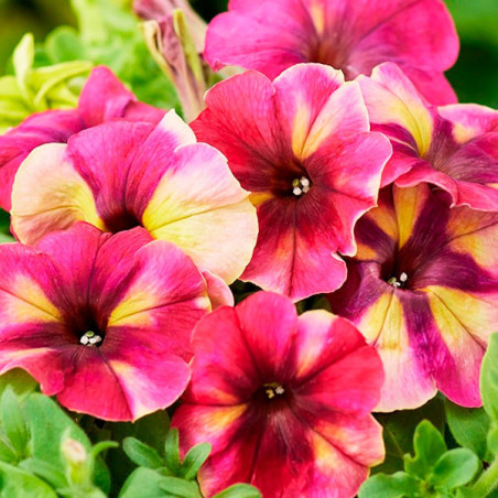  Petunia 1000 Semillas multiflora Shake Raspberry Flores Maceta 77.966102 Petunia 1000 Semillas multiflora Shake Raspberry Flore