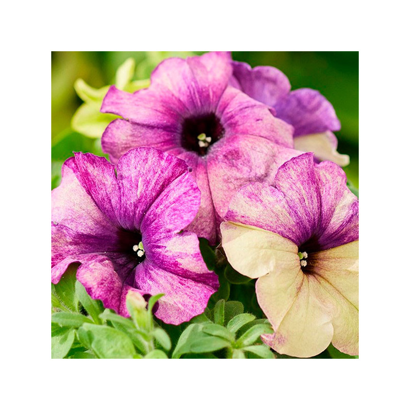 Petunia 1000 Semillas multiflora Shake Blueberry Flores Maceta 77.966102 Petunia 1000 Semillas multiflora Shake Blueberry Flore Petunia 1000 Semillas multiflora Shake Blueberry Flores Maceta 77.966102 Petunia 1000 Semillas multiflora Shake Blueberry Flore