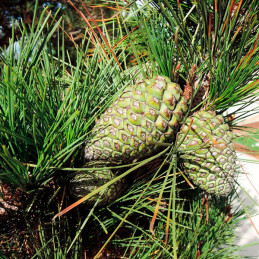 Pino Insigne 1Kg Semillas Pinus radiata Forestal Arborizar