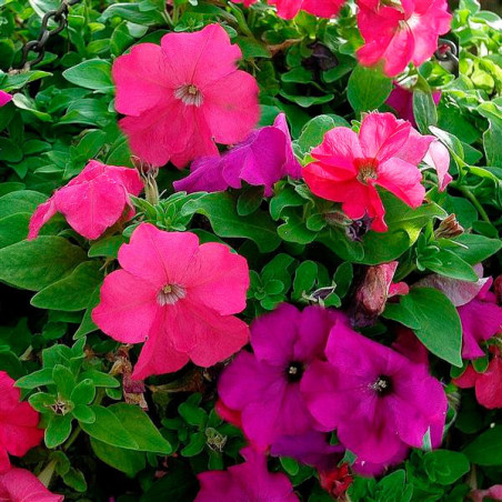  Petunia 1000 Semillas grandiflora GP Limbo Heathers Mix Flor Maceta 80.508475 Petunia 1000 Semillas grandiflora GP Limbo Heathe