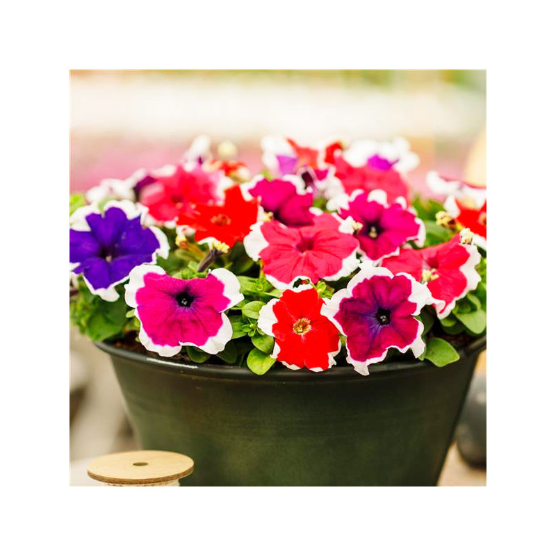 Petunia 1000 Semillas grandiflora GP Limbo Picotee Mix Flor Maceta 80.508475 Petunia 1000 Semillas grandiflora GP Limbo Picotee Petunia 1000 Semillas grandiflora GP Limbo Picotee Mix Flor Maceta 80.508475 Petunia 1000 Semillas grandiflora GP Limbo Picotee