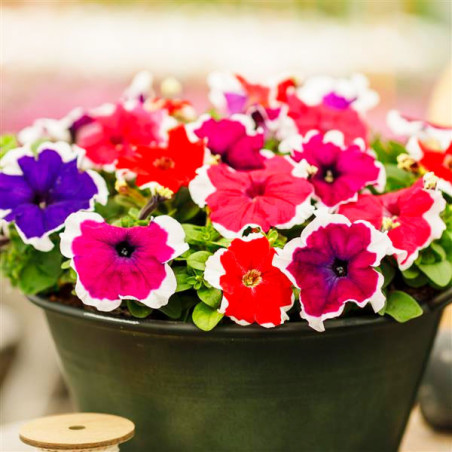  Petunia 1000 Semillas grandiflora GP Limbo Picotee Mix Flor Maceta 80.508475 Petunia 1000 Semillas grandiflora GP Limbo Picotee