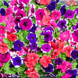  Petunia 1000 Semillas grandiflora GP Limbo Picotee Mix Flor Maceta 80.508475 Petunia 1000 Semillas grandiflora GP Limbo Picotee