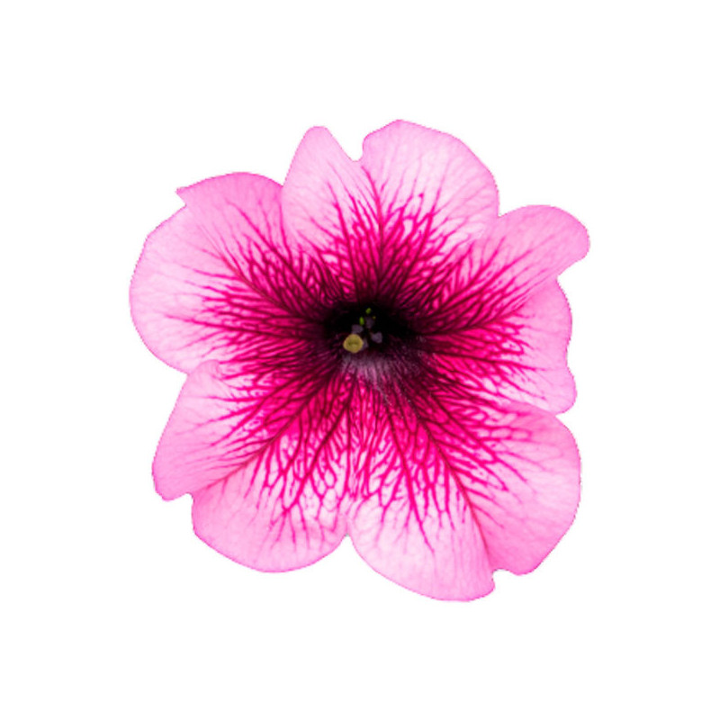 Petunia 1000 Semillas grandiflora Success 360 Burgundy Veined PLT Flor Maceta 74.576271 Petunia 1000 Semillas grandiflora Succe Petunia 1000 Semillas grandiflora Success 360 Burgundy Veined PLT Flor Maceta 74.576271 Petunia 1000 Semillas grandiflora Succe