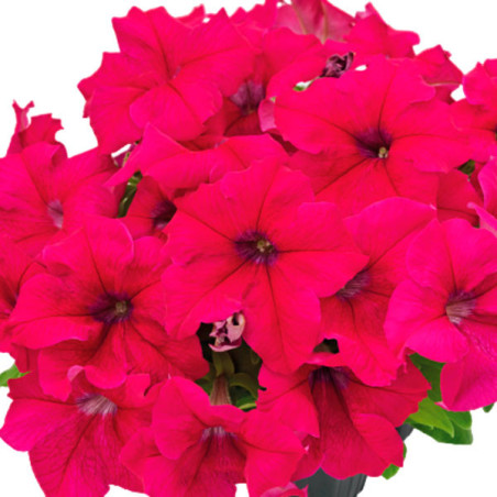  Petunia 1000 Semillas grandiflora Success 360 Deep Rose PLT Flor Maceta 74.576271 Petunia 1000 Semillas grandiflora Success 360