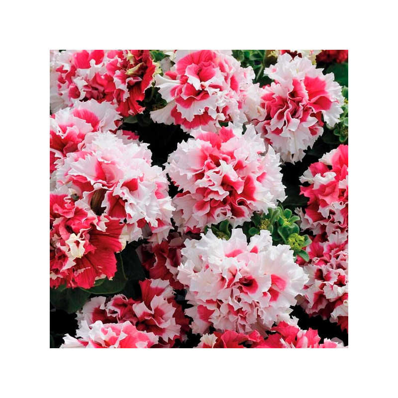  Petunia 1000 Semillas grandiflora Double Pirouette Red PLT Flor Maceta 103.389831 Petunia 1000 Semillas grandiflora Double Piro