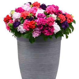  Petunia 1000 Semillas grandiflora Double Cascade Mix PLT Flor Maceta 103.389831 Petunia 1000 Semillas grandiflora Double Cascad