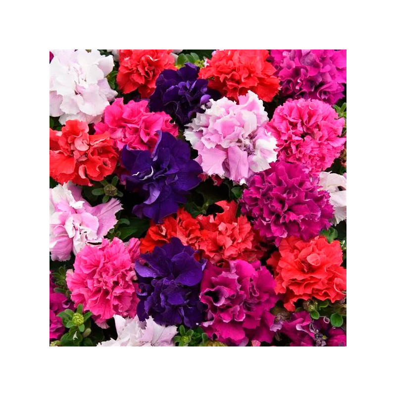 Petunia 1000 Semillas grandiflora Double Cascade Mix PLT Flor Maceta 103.389831 Petunia 1000 Semillas grandiflora Double Cascad Petunia 1000 Semillas grandiflora Double Cascade Mix PLT Flor Maceta 103.389831 Petunia 1000 Semillas grandiflora Double Cascad