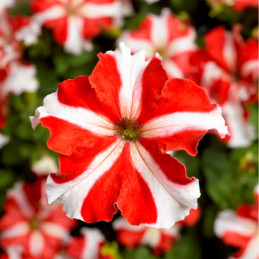 Petunia 1000 Semillas grandiflora Tritunia Red Star Flor Maceta