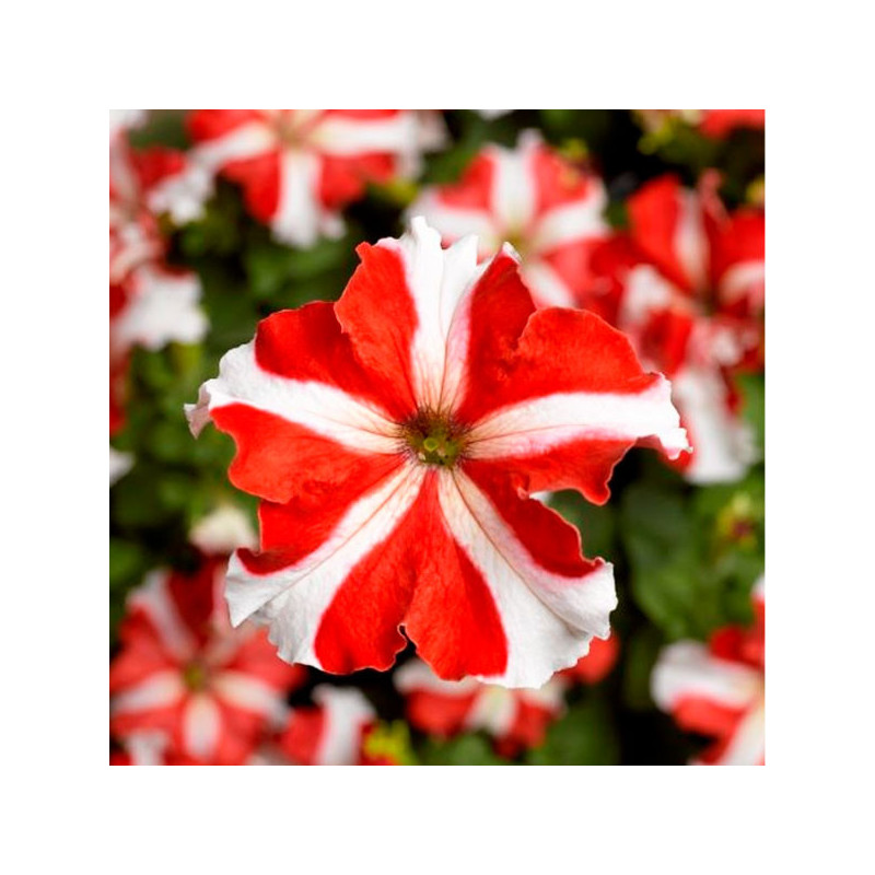  Petunia 1000 Semillas grandiflora Tritunia Red Star Flor Maceta 74.576271 Petunia 1000 Semillas grandiflora Tritunia Red Star F