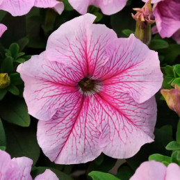 Petunia 1000 Semillas grandiflora Daddy Peppermint PLT Flor Maceta