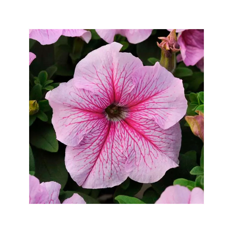  Petunia 1000 Semillas grandiflora Daddy Peppermint PLT Flor Maceta 74.576271 Petunia 1000 Semillas grandiflora Daddy Peppermint