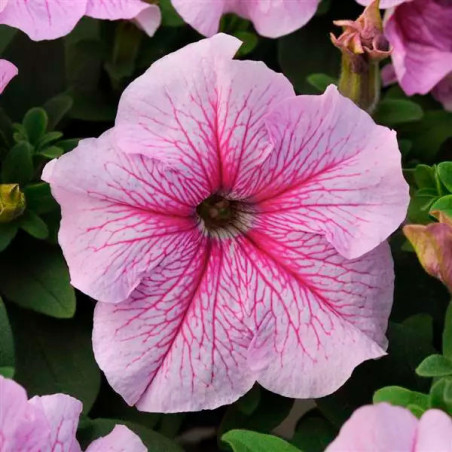  Petunia 1000 Semillas grandiflora Daddy Peppermint PLT Flor Maceta 74.576271 Petunia 1000 Semillas grandiflora Daddy Peppermint