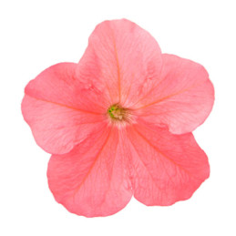  Petunia 1000 Semillas grandiflora Success 360 deep salmon PLT Flor Maceta 74.576271 Petunia 1000 Semillas grandiflora Success 3