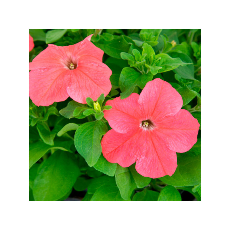  Petunia 1000 Semillas grandiflora Success 360 deep salmon PLT Flor Maceta 74.576271 Petunia 1000 Semillas grandiflora Success 3