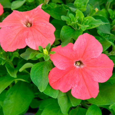  Petunia 1000 Semillas grandiflora Success 360 deep salmon PLT Flor Maceta 74.576271 Petunia 1000 Semillas grandiflora Success 3