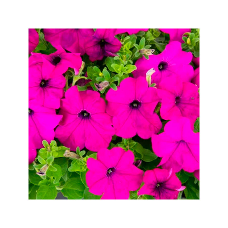Petunia 1000 Semillas grandiflora Success 360 Violet PLT Flor Maceta 74.576271 Petunia 1000 Semillas grandiflora Success 360 Vi Petunia 1000 Semillas grandiflora Success 360 Violet PLT Flor Maceta 74.576271 Petunia 1000 Semillas grandiflora Success 360 Vi