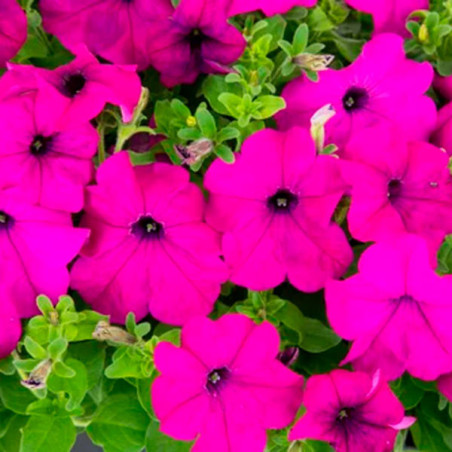  Petunia 1000 Semillas grandiflora Success 360 Violet PLT Flor Maceta 74.576271 Petunia 1000 Semillas grandiflora Success 360 Vi
