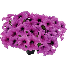 Petunia 1000 Semillas grandiflora Success 360 Purple Vein PLT Flor Maceta