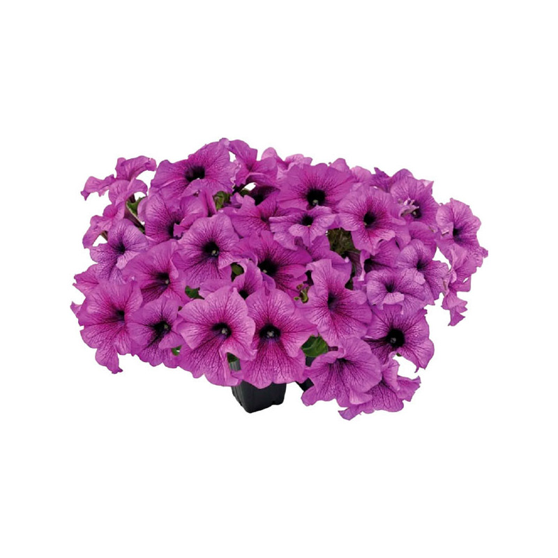 Petunia 1000 Semillas grandiflora Success 360 Purple Vein PLT Flor Maceta 74.576271 Petunia 1000 Semillas grandiflora Success 3 Petunia 1000 Semillas grandiflora Success 360 Purple Vein PLT Flor Maceta 74.576271 Petunia 1000 Semillas grandiflora Success 3