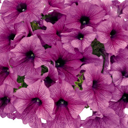  Petunia 1000 Semillas grandiflora Success 360 Purple Vein PLT Flor Maceta 74.576271 Petunia 1000 Semillas grandiflora Success 3