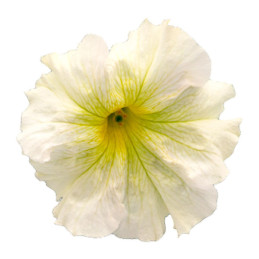  Petunia 1000 Semillas grandiflora Success 360 Light Yellow PLT Flor Maceta 74.576271 Petunia 1000 Semillas grandiflora Success 