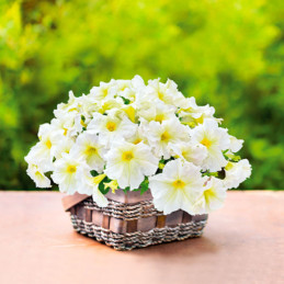 Petunia 1000 Semillas grandiflora Success 360 Light Yellow PLT Flor Maceta