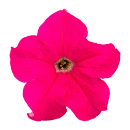  Petunia 1000 Semillas grandiflora Success 360 Deep Pink PLT Flor Maceta 74.576271 Petunia 1000 Semillas grandiflora Success 360