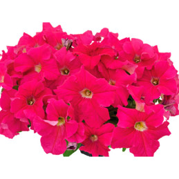 Petunia 1000 Semillas grandiflora Success 360 Deep Pink PLT Flor Maceta