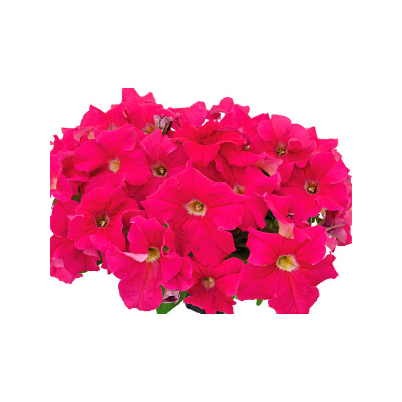  Petunia 1000 Semillas grandiflora Success 360 Deep Pink PLT Flor Maceta 74.576271 Petunia 1000 Semillas grandiflora Success 360