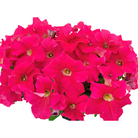  Petunia 1000 Semillas grandiflora Success 360 Deep Pink PLT Flor Maceta 74.576271 Petunia 1000 Semillas grandiflora Success 360