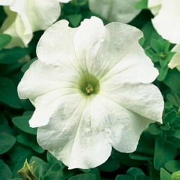 Petunia 1000 Semillas grandiflora Tritunia White Flor Maceta