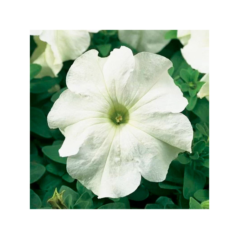 Petunia 1000 Semillas grandiflora Tritunia White Flor Maceta 74.576271 Petunia 1000 Semillas grandiflora Tritunia White Flor Ma Petunia 1000 Semillas grandiflora Tritunia White Flor Maceta 74.576271 Petunia 1000 Semillas grandiflora Tritunia White Flor Ma
