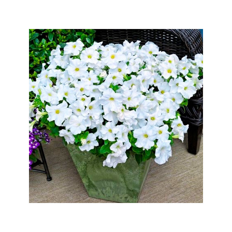 Maceta Robe Petunia 1000 Semillas grandiflora Tritunia White Flor Maceta