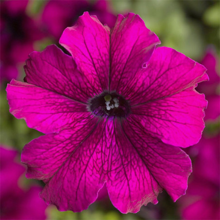  Petunia 1000 Semillas grandiflora Tritunia Burgundy Flor Maceta 74.576271 Petunia 1000 Semillas grandiflora Tritunia Burgundy F