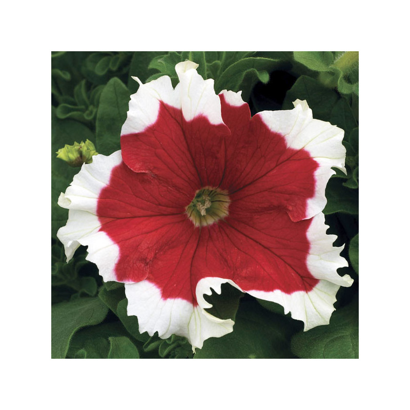  Petunia 1000 Semillas grandiflora Frost Fire Flor Maceta 74.576271 Petunia 1000 Semillas grandiflora Frost Fire Flor Maceta
Ger