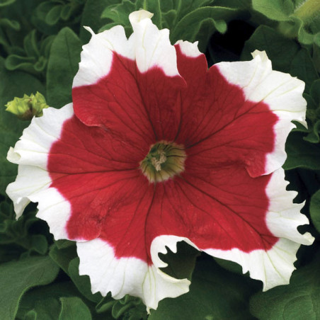  Petunia 1000 Semillas grandiflora Frost Fire Flor Maceta 74.576271 Petunia 1000 Semillas grandiflora Frost Fire Flor Maceta
Ger