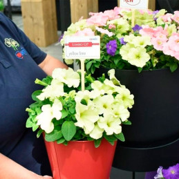 Petunia 1000 Semillas grandiflora GP Limbo Yellow Lime Flor Maceta