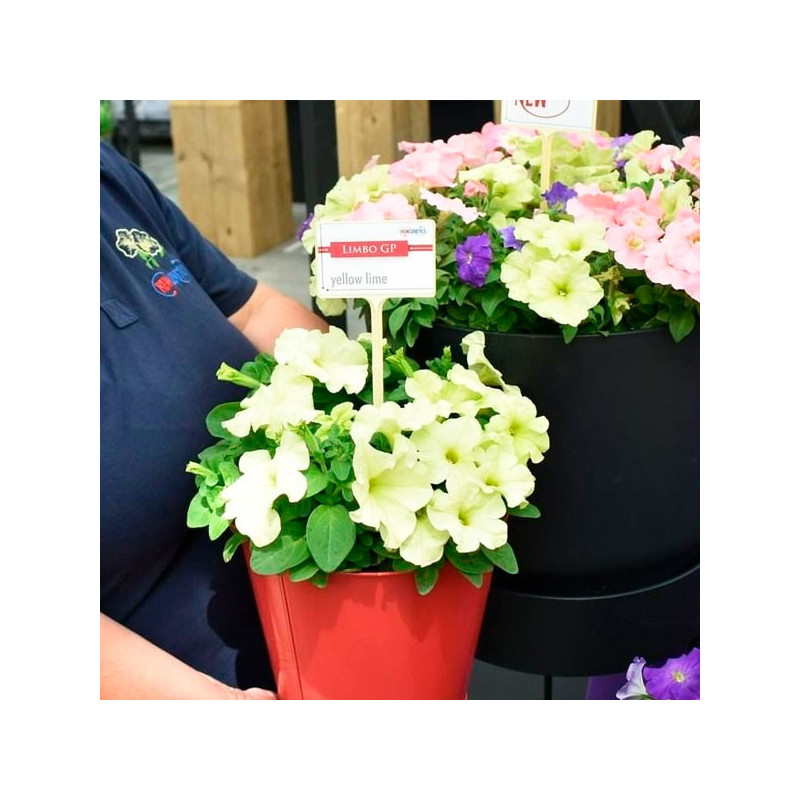 Petunia 1000 Semillas grandiflora GP Limbo Yellow Lime Flor Maceta 74.576271 Petunia 1000 Semillas grandiflora GP Limbo Yellow Petunia 1000 Semillas grandiflora GP Limbo Yellow Lime Flor Maceta 74.576271 Petunia 1000 Semillas grandiflora GP Limbo Yellow