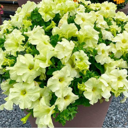  Petunia 1000 Semillas grandiflora GP Limbo Yellow Lime Flor Maceta 74.576271 Petunia 1000 Semillas grandiflora GP Limbo Yellow 