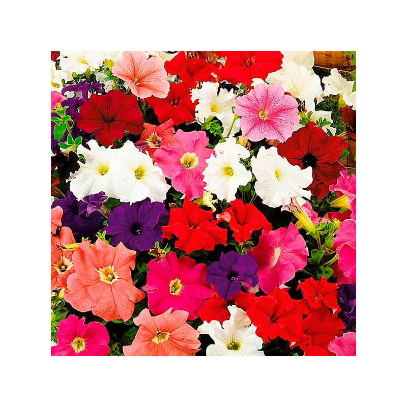 Petunia 1000 Semillas multiflora Lambada Full Mix PLT Flor Maceta 74.576271 Petunia 1000 Semillas multiflora Lambada Full Mix P Petunia 1000 Semillas multiflora Lambada Full Mix PLT Flor Maceta 74.576271 Petunia 1000 Semillas multiflora Lambada Full Mix P