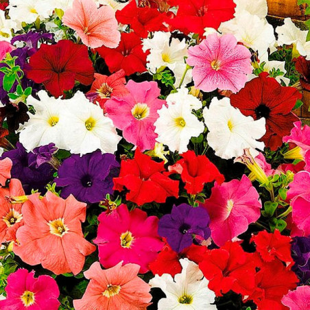  Petunia 1000 Semillas multiflora Lambada Full Mix PLT Flor Maceta 74.576271 Petunia 1000 Semillas multiflora Lambada Full Mix P