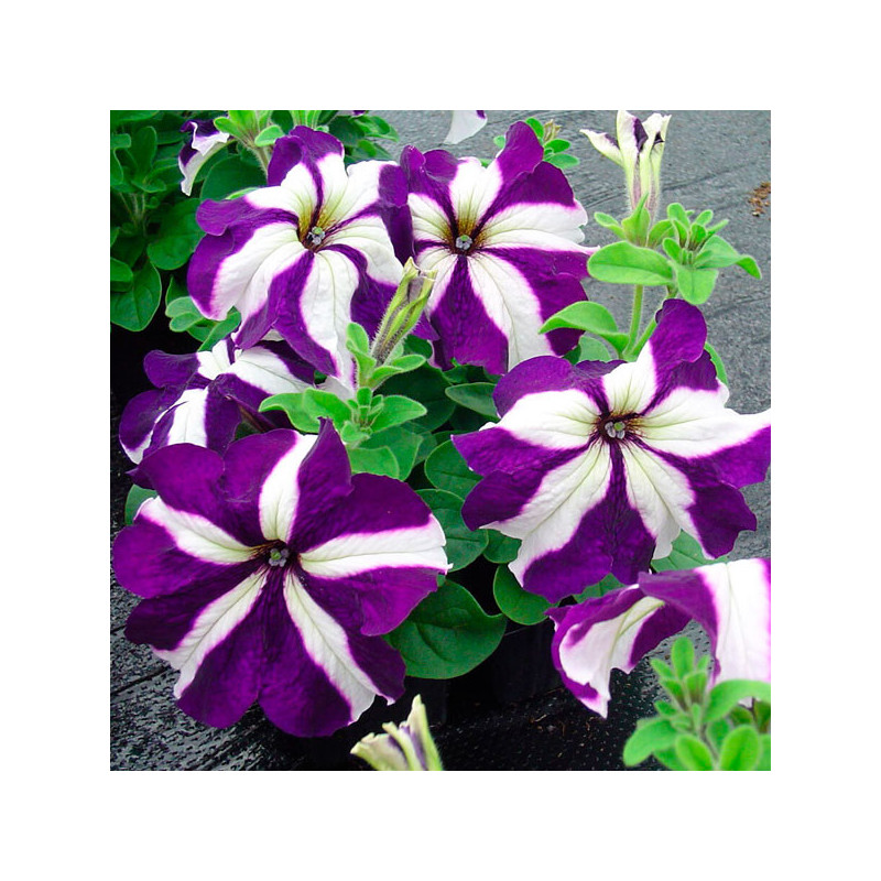  Petunia 1000 Semillas grandiflora Tango Blue Star PLT Flor Maceta 74.576271 Petunia 1000 Semillas grandiflora Tango Blue Star P