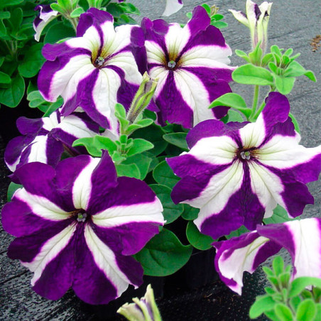  Petunia 1000 Semillas grandiflora Tango Blue Star PLT Flor Maceta 74.576271 Petunia 1000 Semillas grandiflora Tango Blue Star P
