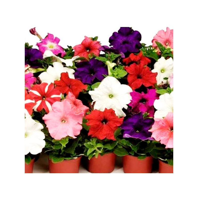  Petunia 1000 Semillas grandiflora Tango Mix Full PLT Flor Maceta 74.576271 Petunia 1000 Semillas grandiflora Tango Mix Full PLT