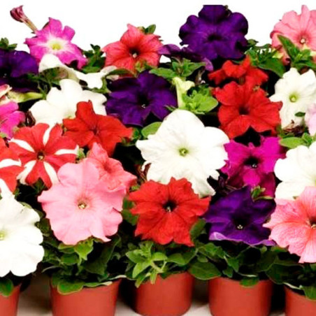  Petunia 1000 Semillas grandiflora Tango Mix Full PLT Flor Maceta 74.576271 Petunia 1000 Semillas grandiflora Tango Mix Full PLT