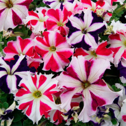 Petunia 1000 Semillas grandiflora Tango All Star Mix PLT Flor Maceta